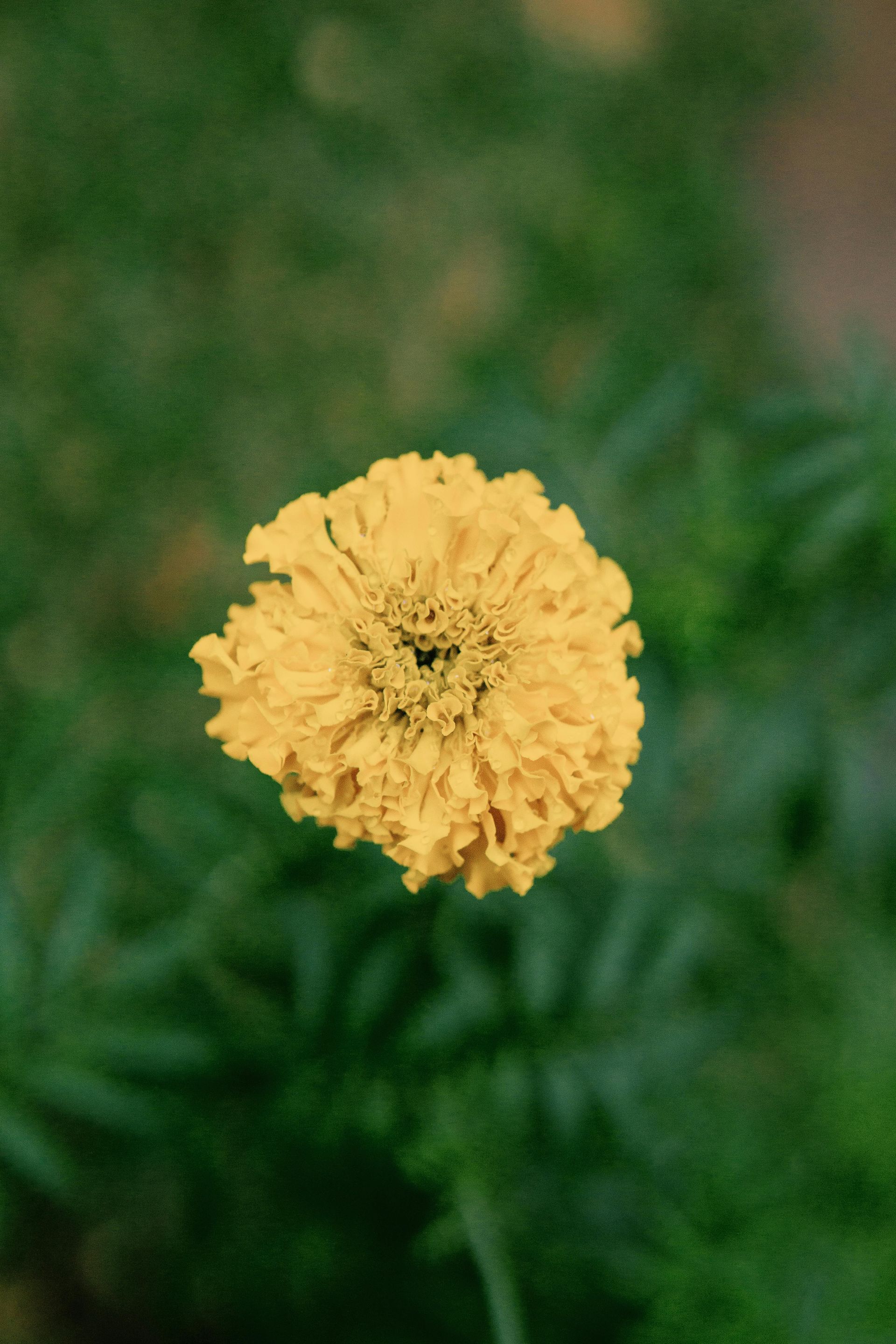 Terapia Floral